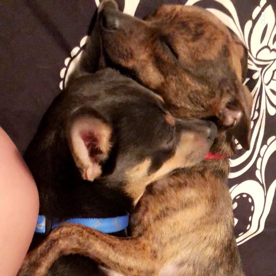 Best Buds